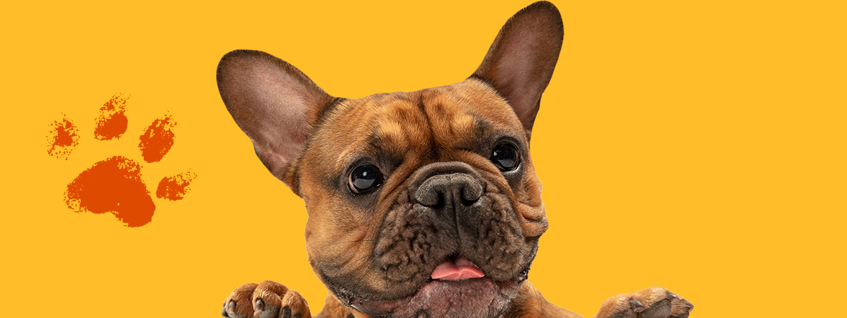 Style Your Pet’s Best Life